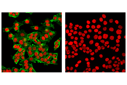 Immunofluorescence Image 2: Mouse (E7Q5L) mAb IgG2b Isotype Control