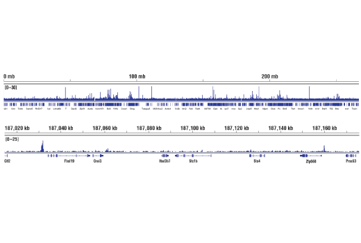 Chromatin Immunoprecipitation Image 2: Phospho-c-Fos (Ser32) (D82C12) XP® Rabbit mAb