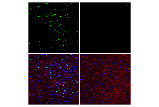 Immunofluorescence Image 1: Phospho-c-Fos (Ser32) (D82C12) XP® Rabbit mAb