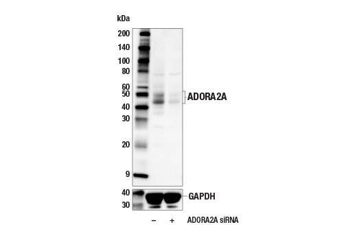 Western Blotting Image 4: ADORA2A/Adenosine Receptor A2a (E6M3W) Rabbit mAb