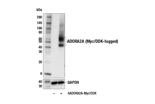 Western Blotting Image 1: ADORA2A/Adenosine Receptor A2a (E6M3W) Rabbit mAb