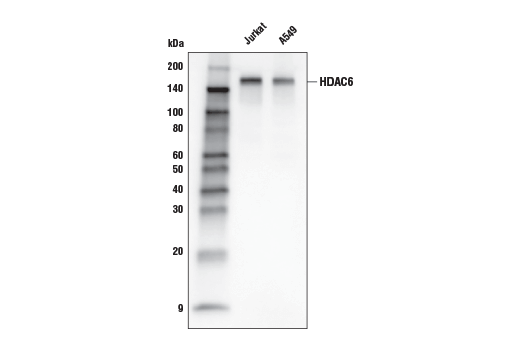Western Blotting Image 1: HDAC6 (D2E5) Rabbit mAb (Biotinylated)