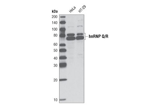 Western Blotting Image 1: hnRNP Q/R Antibody