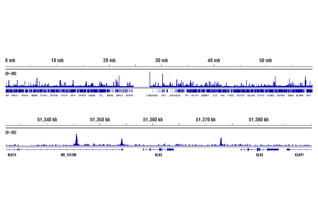 Chromatin Immunoprecipitation Image 2: FoxA1/HNF3α (E7E8W) Rabbit mAb