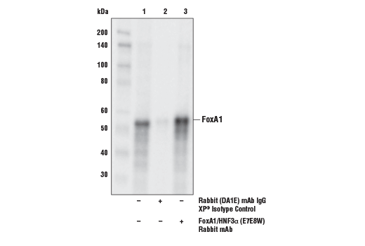 Immunoprecipitation Image 1: FoxA1/HNF3α (E7E8W) Rabbit mAb