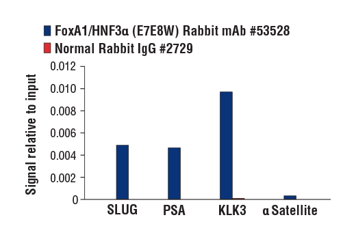 Chromatin Immunoprecipitation Image 3: FoxA1/HNF3α (E7E8W) Rabbit mAb