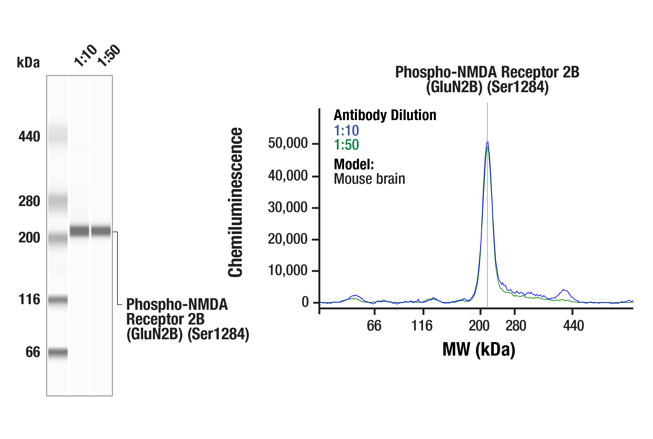 Western Blotting Image 2: Phospho-NMDA Receptor 2B (GluN2B) (Ser1284) Antibody