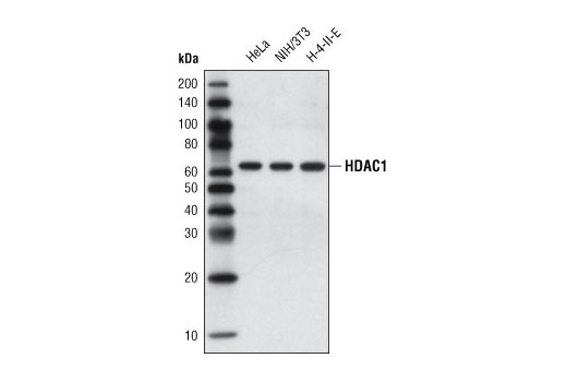 Image 5: Histone Deacetylase (HDAC) Antibody Sampler Kit