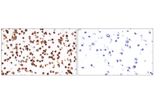 Immunohistochemistry Image 8: Neurofilament-M (E7L2T) Rabbit mAb (BSA and Azide Free)
