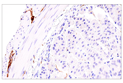 Immunohistochemistry Image 6: Neurofilament-M (E7L2T) Rabbit mAb (BSA and Azide Free)