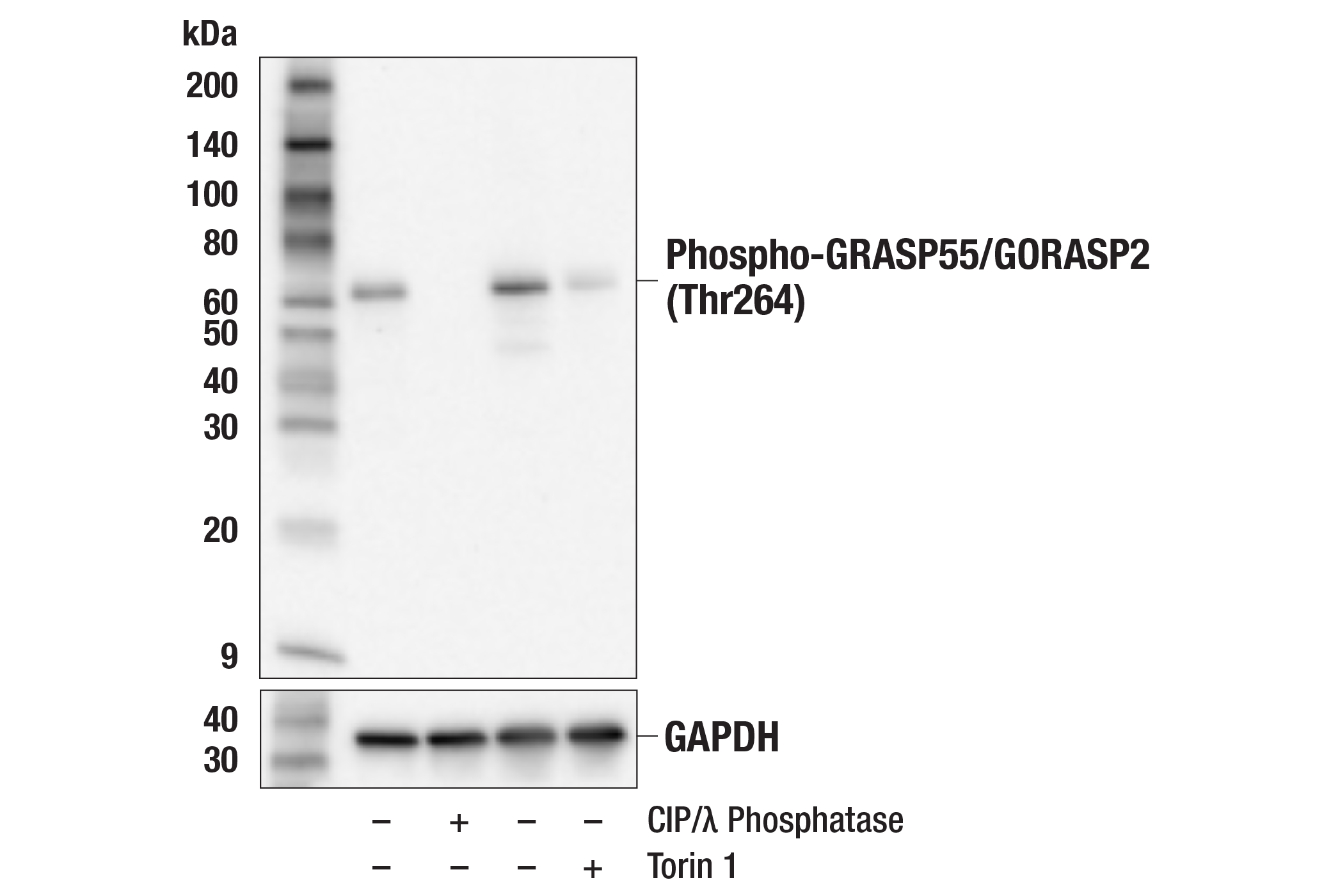 Western Blotting Image 1: Phospho-GRASP55/GORASP2 (Thr264) Antibody