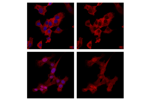 Immunofluorescence Image 1: p44/42 MAPK (Erk1/2) (137F5) Rabbit mAb (Alexa Fluor® 647 Conjugate)