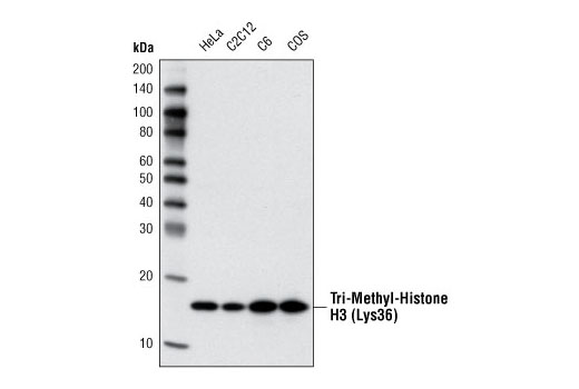 Western Blotting Image 1: Tri-Methyl-Histone H3 (Lys36) (D5A7) XP® Rabbit mAb (BSA and Azide Free)