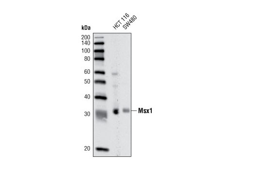Western Blotting Image 1: Msx1 (P5) Antibody