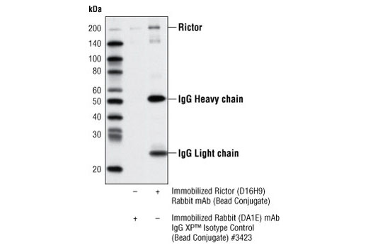 Immunoprecipitation Image 1: Rictor (D16H9) Rabbit mAb (Sepharose® Bead Conjugate)
