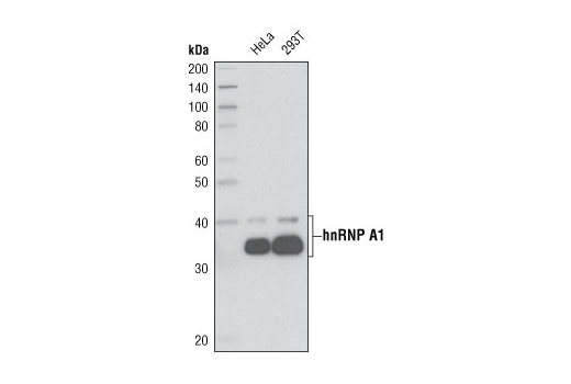 Western Blotting Image 1: hnRNP A1 (R196) Antibody