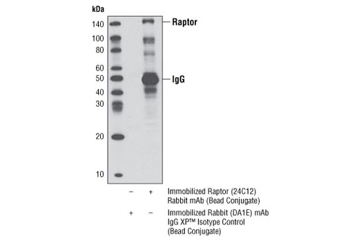 Immunoprecipitation Image 1: Raptor (24C12) Rabbit mAb (Sepharose® Bead Conjugate)