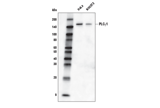 Western Blotting Image 1: PLCγ1 (D9H10) XP® Rabbit mAb (Biotinylated)