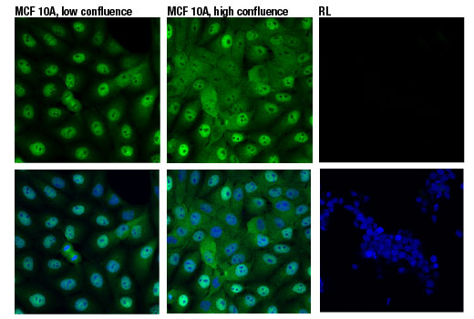 Immunofluorescence Image 1: YAP (D8H1X) XP® Rabbit mAb (BSA and Azide Free)