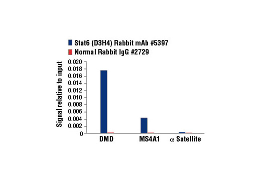 Chromatin Immunoprecipitation Image 1: Stat6 (D3H4) Rabbit mAb
