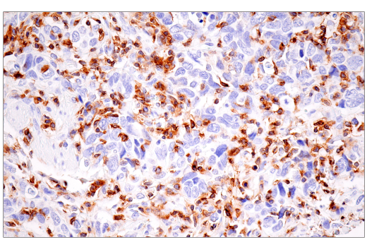 Immunohistochemistry Image 5: SLAMF6/CD352 (E3H1E) XP® Rabbit mAb (BSA and Azide Free)
