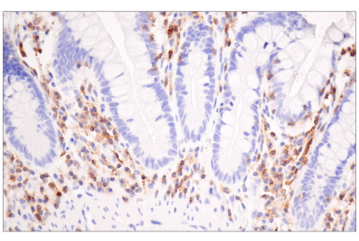 Immunohistochemistry Image 6: SLAMF6/CD352 (E3H1E) XP® Rabbit mAb (BSA and Azide Free)