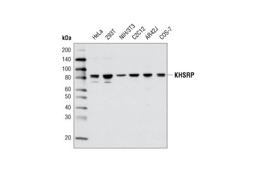 Western Blotting Image 1: KHSRP Antibody