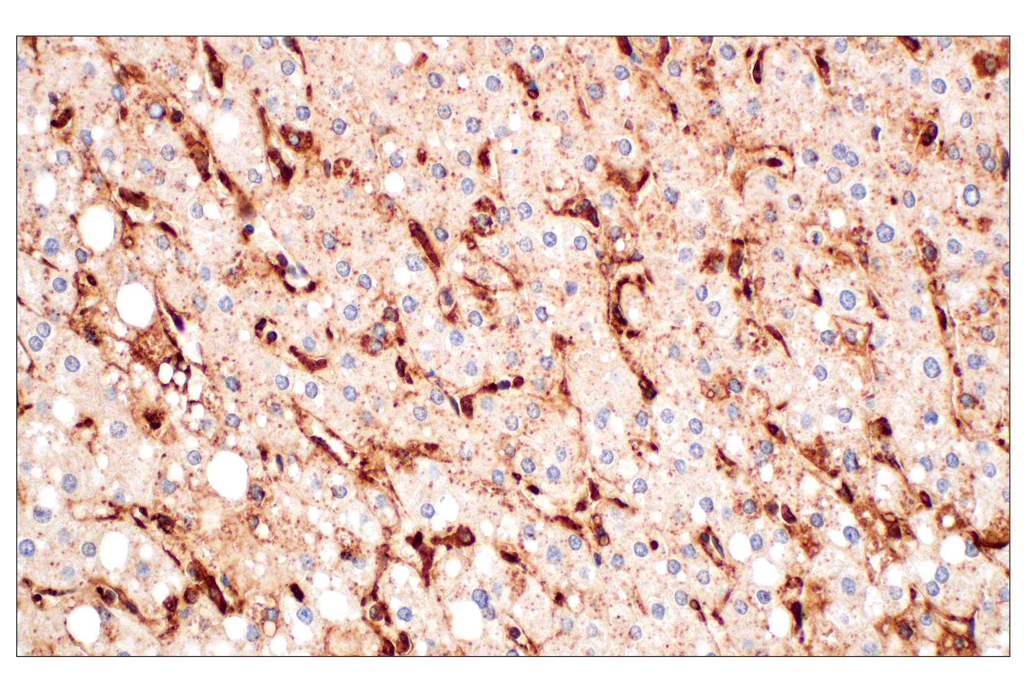 Immunohistochemistry Image 6: Annexin V (E3W8V) Rabbit mAb