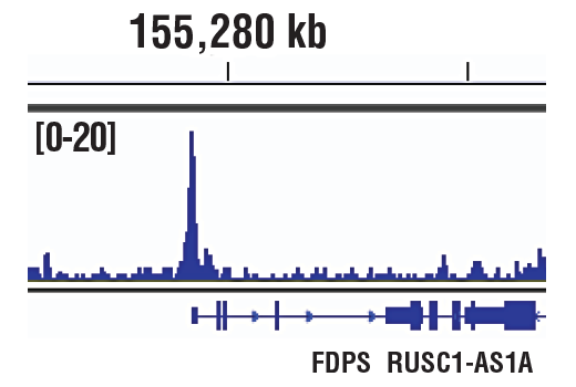 Chromatin Immunoprecipitation Image 1: p300 (D2X6N) Rabbit mAb