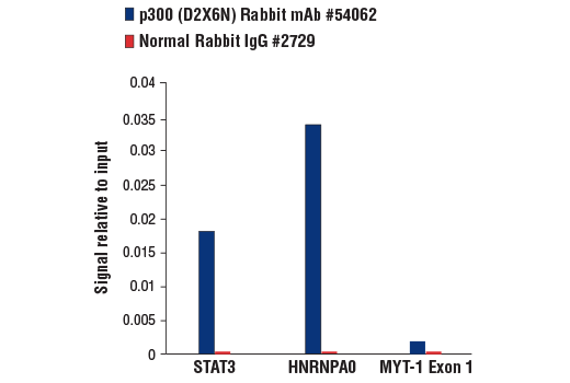 Chromatin Immunoprecipitation Image 3: p300 (D2X6N) Rabbit mAb