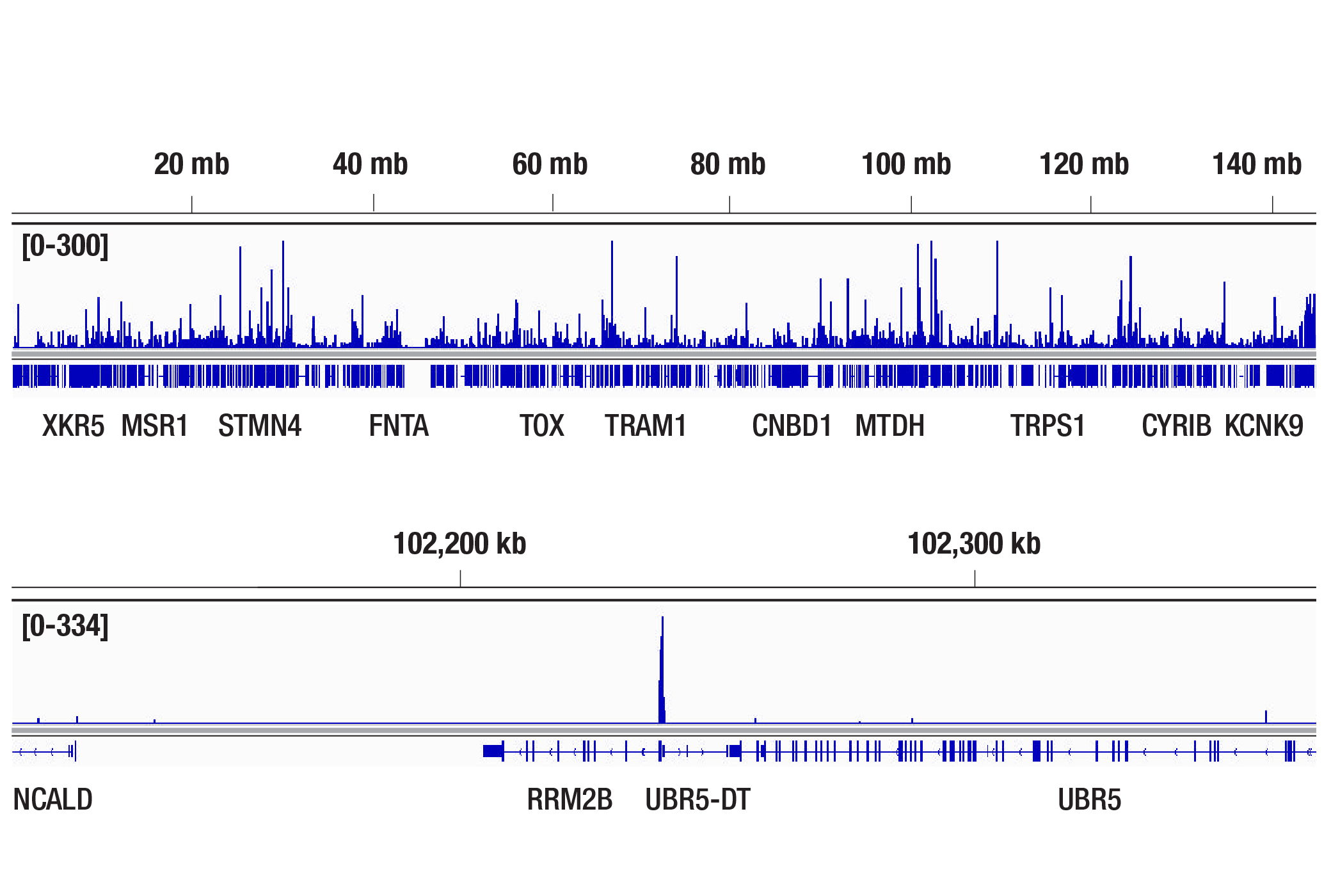 CUT and Tag Image 2: p300 (D2X6N) Rabbit mAb