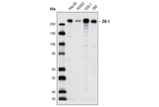 Western Blotting Image 1: ZO-1 Antibody