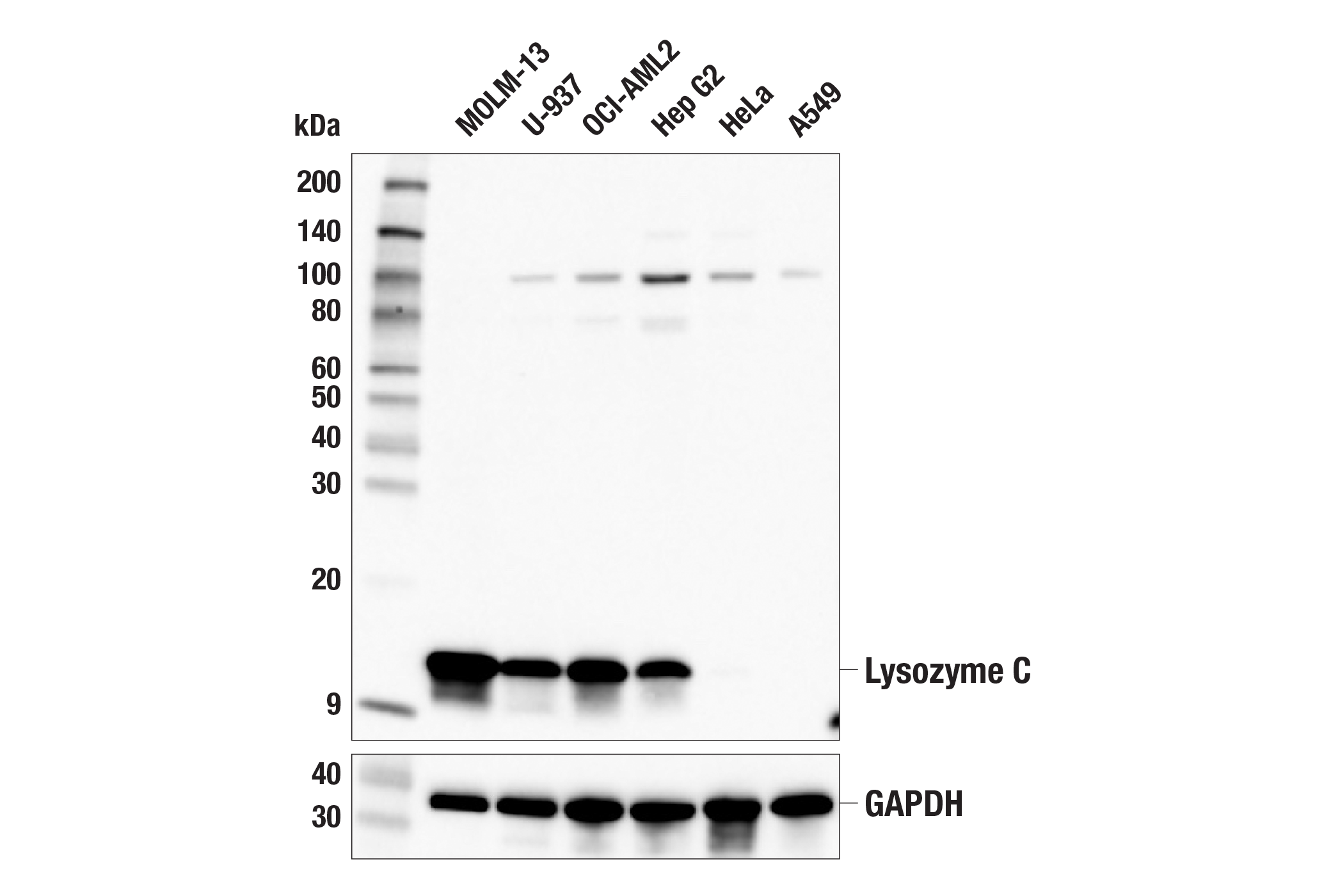 Western Blotting Image 1: Lysozyme C (E9W6E) Rabbit mAb (BSA and Azide Free)
