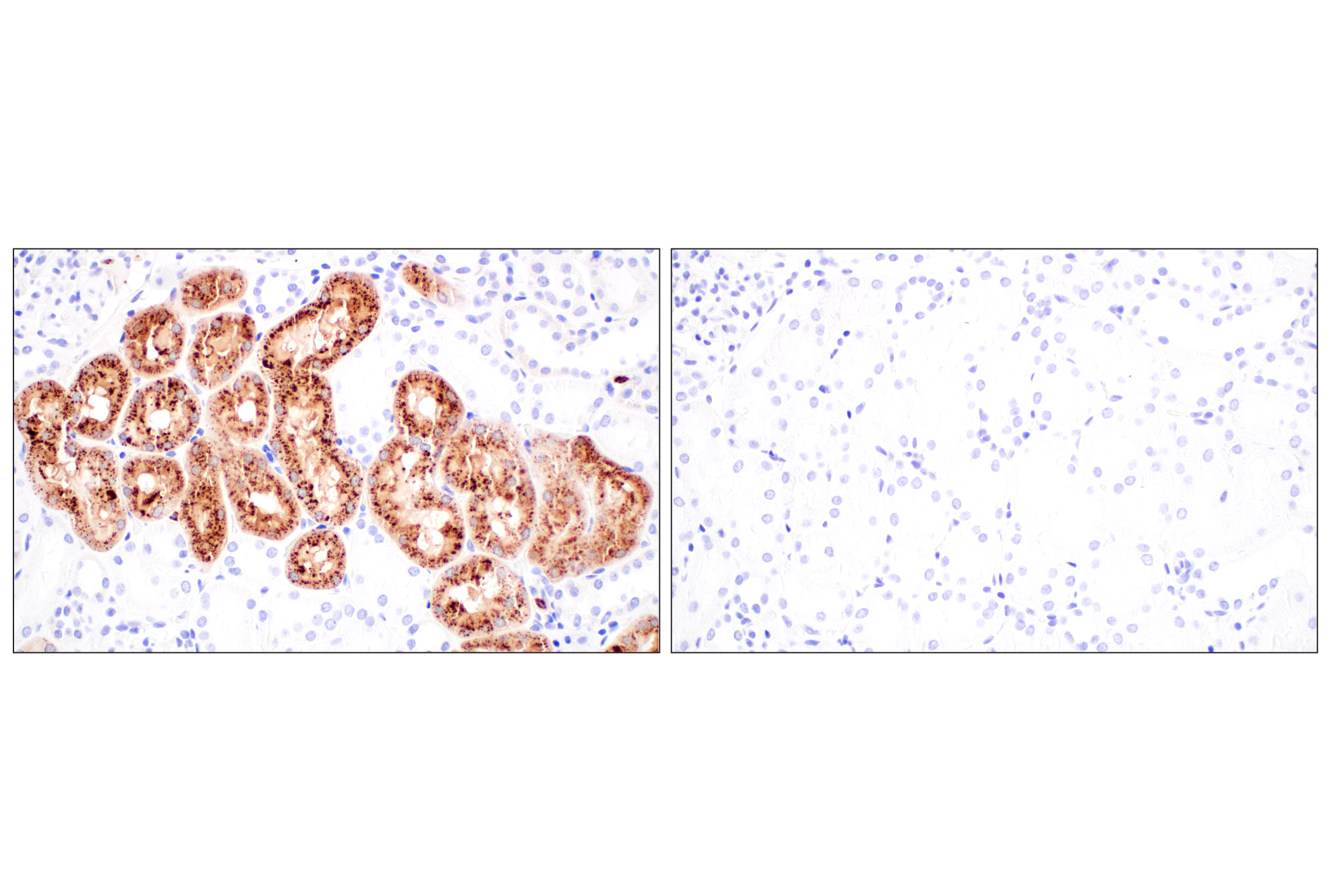 Immunohistochemistry Image 9: Lysozyme C (E9W6E) Rabbit mAb (BSA and Azide Free)