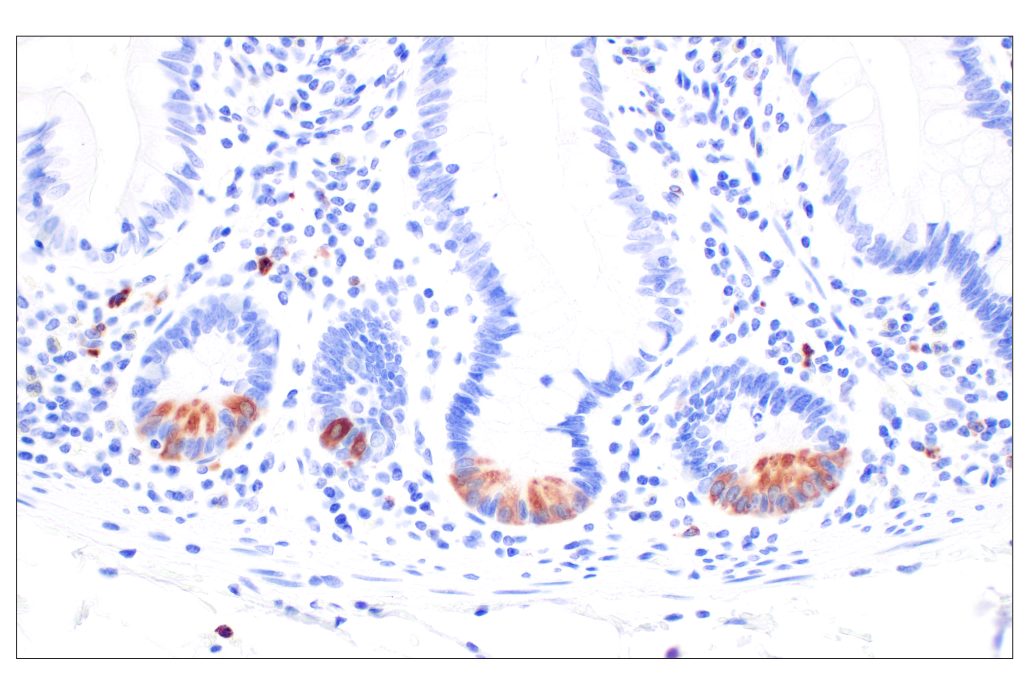 Immunohistochemistry Image 6: Lysozyme C (E9W6E) Rabbit mAb (BSA and Azide Free)