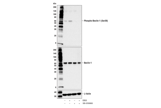 Western Blotting Image 1: Phospho-Beclin-1 (Ser30) Antibody