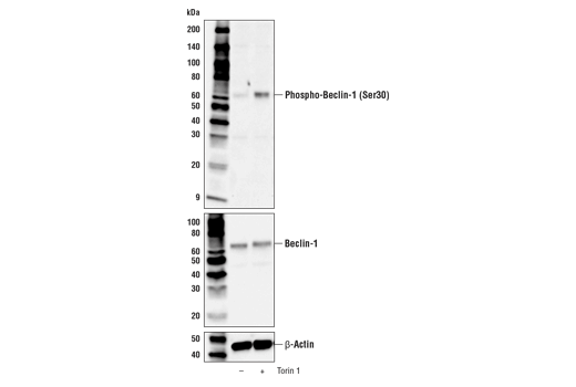Western Blotting Image 2: Phospho-Beclin-1 (Ser30) Antibody