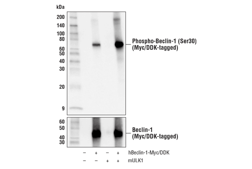 Western Blotting Image 3: Phospho-Beclin-1 (Ser30) Antibody