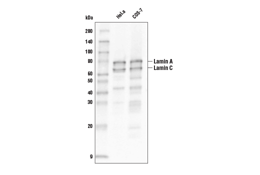 Western Blotting Image 1: Lamin A/C (4C11) Mouse mAb (Biotinylated)
