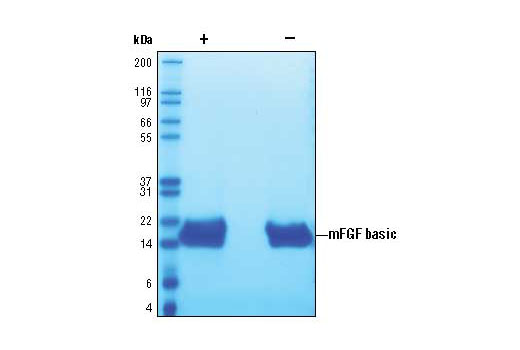  Image 2: Mouse Basic Fibroblast Growth Factor (mFGF basic/FGF2)