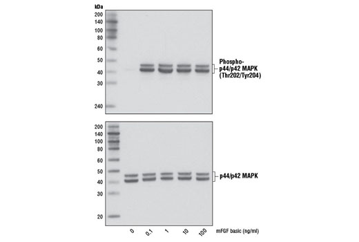  Image 3: Mouse Basic Fibroblast Growth Factor (mFGF basic/FGF2)