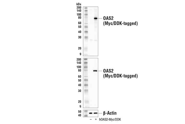 Western Blotting Image 2: OAS2 Antibody