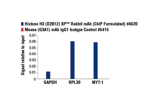Chromatin Immunoprecipitation Image 1: Mouse (G3A1) mAb IgG1 Isotype Control