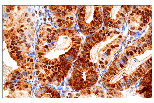 Immunohistochemistry Image 3: CD15/SSEA1 (MMA) Mouse mAb