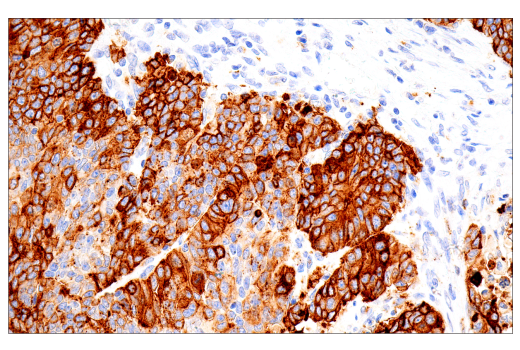 Immunohistochemistry Image 4: CD15/SSEA1 (MMA) Mouse mAb
