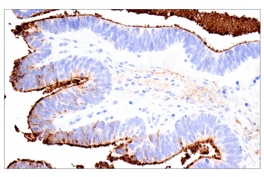 Immunohistochemistry Image 10: CD15/SSEA1 (MMA) Mouse mAb