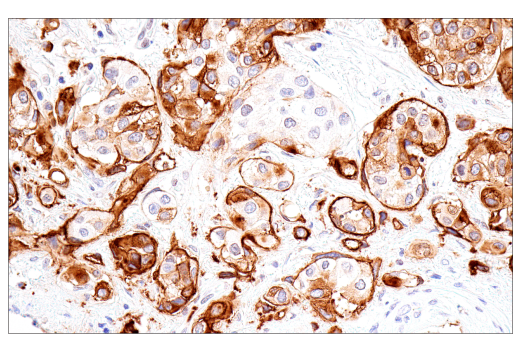 Immunohistochemistry Image 11: CD15/SSEA1 (MMA) Mouse mAb