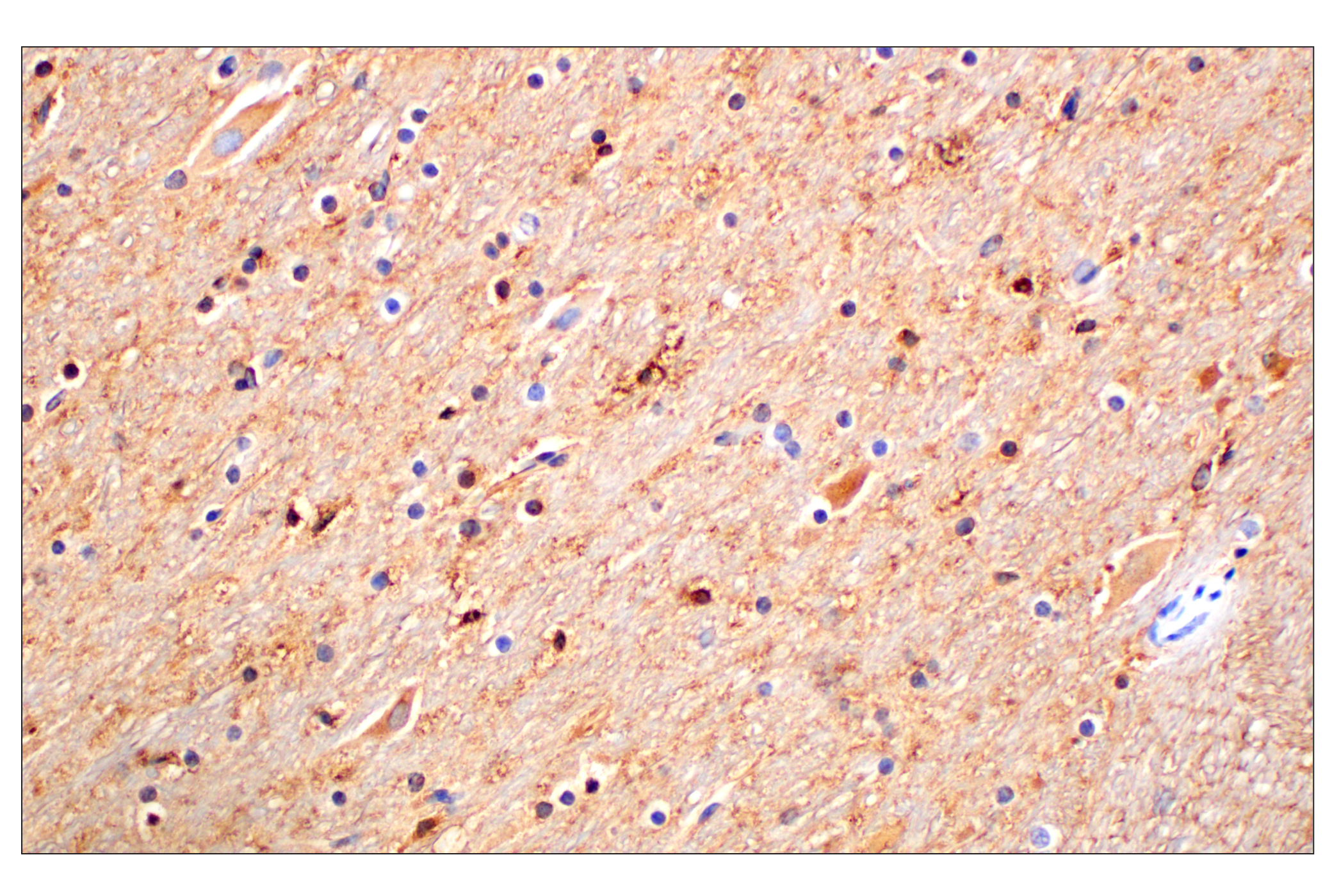 Immunohistochemistry Image 16: CD15/SSEA1 (MMA) Mouse mAb