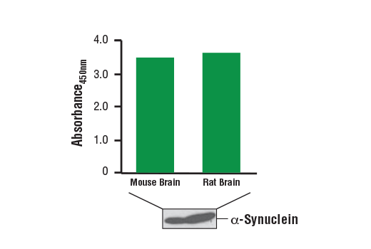  Image 1: PathScan® Total α-Synuclein Sandwich ELISA Kit