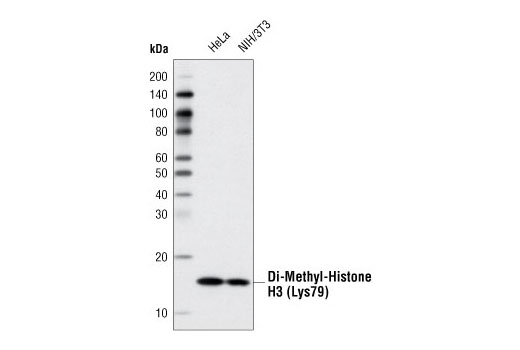 Western Blotting Image 1: Di-Methyl-Histone H3 (Lys79) (D15E8) XP® Rabbit mAb